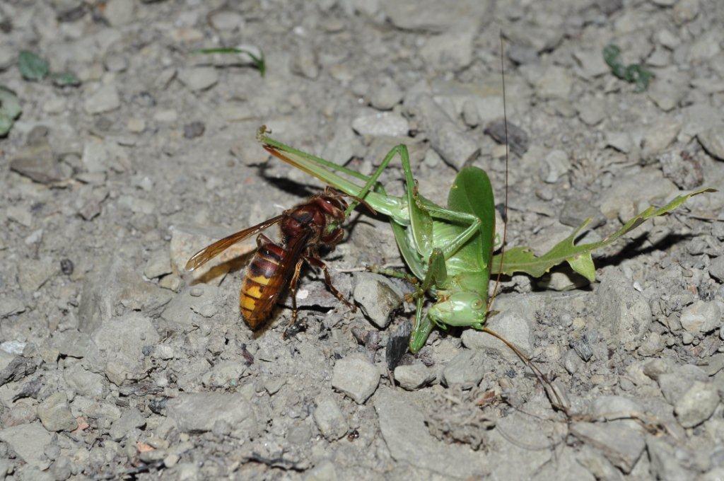 L''attacco del Calabrone e frazionamento della preda